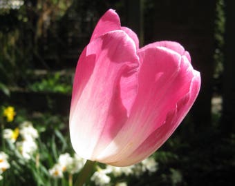 Downloadable jpg file photo of pink tulip illuminated against dark background