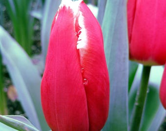 Digital download jpg photo of bright red tulip with dew drop