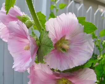 Digital jpg photo of pink hollyhocks with white picket fence