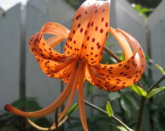 Digital jpeg photo of an orange tiger lily blossom in front of a white picket fence