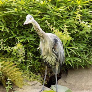 Digital jpg photo of great blue heron with bamboo and water lilies