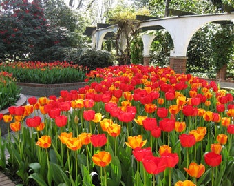 Digital jpg photo of red and yellow tulips in ornamental garden