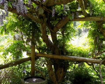 Digital jpg photo of wisteria with fence and stone container, peaceful garden scene