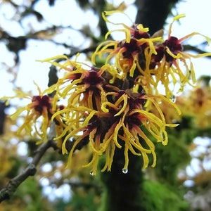 Digital photo of yellow witch hazel flowers, close up, printable floral art.
