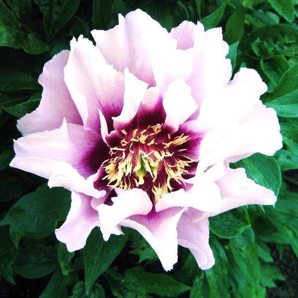 Digital jpg photo of peony