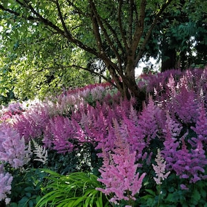 Digital jpeg photo of pink astilbe blossoms and trees, in Van Dusen Garden, Vancouver, B.C.