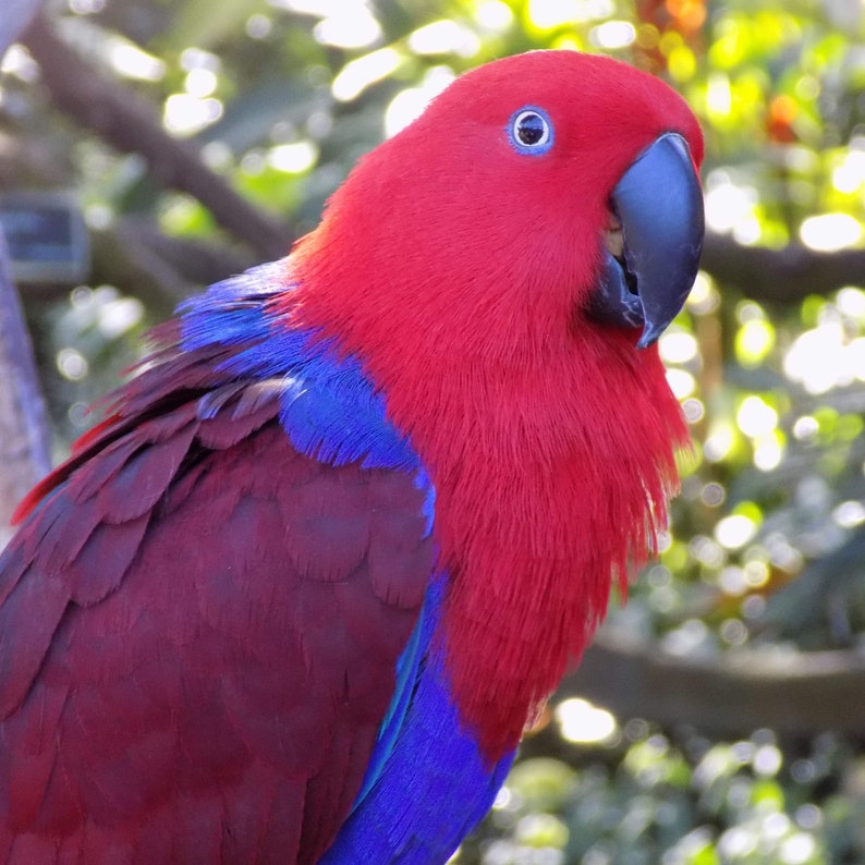 Digital Jpg Photo of Red Female Eclectus Parrot - Etsy New Zealand