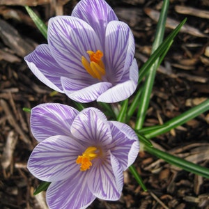 May include: Two purple and white striped crocuses with yellow centers are blooming in the ground. The flowers are surrounded by green grass and brown mulch.