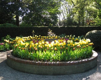 Digital jpg photo of yellow tulips in circular bed, sunlit garden