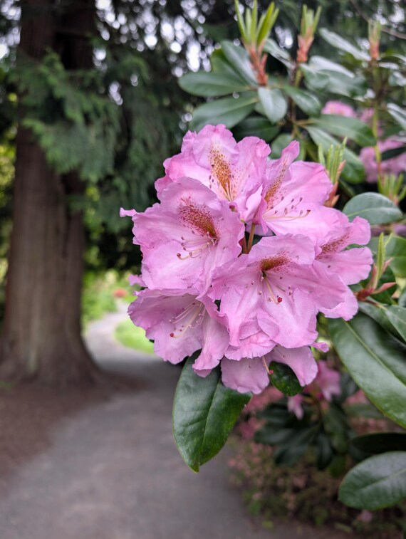 風景を背景にした藤色のピンクのシャクナゲの花のオリジナルデジタル