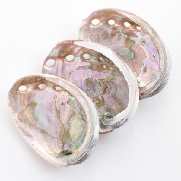 Pink Abalone Shell