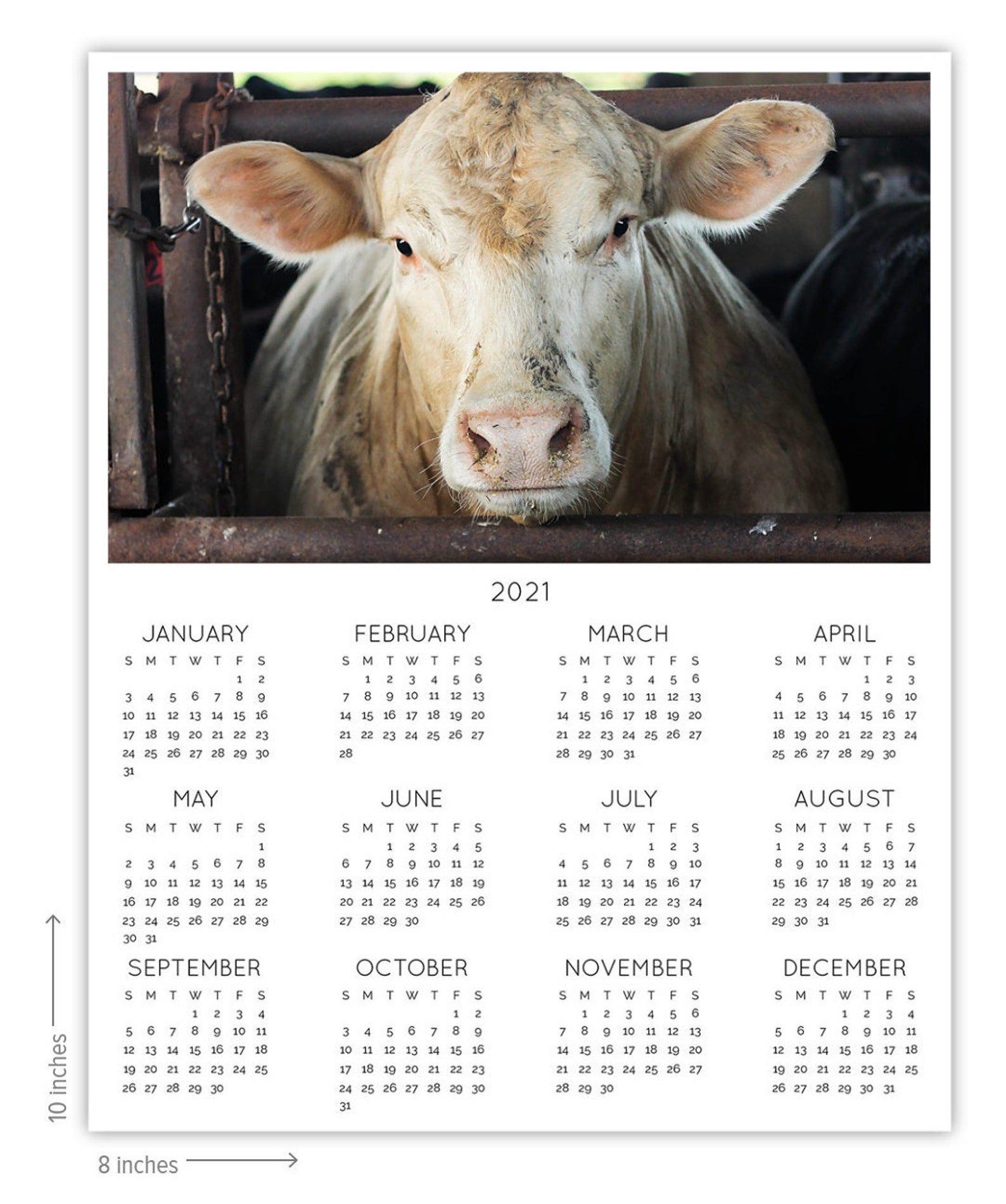 Cattle 2021 CalendarYear long Charolais office or desk Etsy