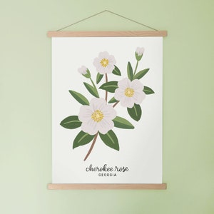 Georgia Cherokee Rose State Flower Art Print image 3