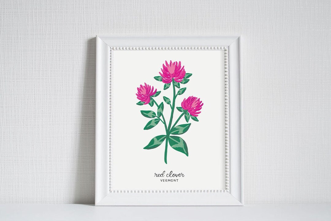 Vermont Red Clover - State Flower Art Print - Etsy
