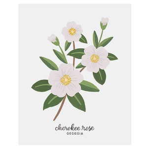 Georgia Cherokee Rose State Flower Art Print image 2