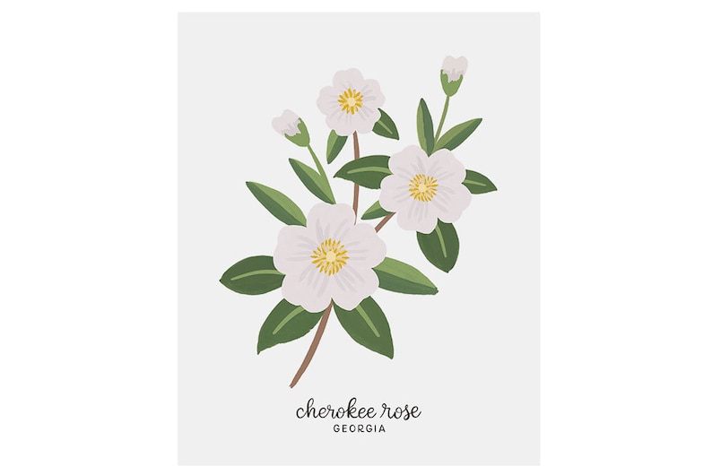 Georgia Cherokee Rose State Flower Art Print image 2