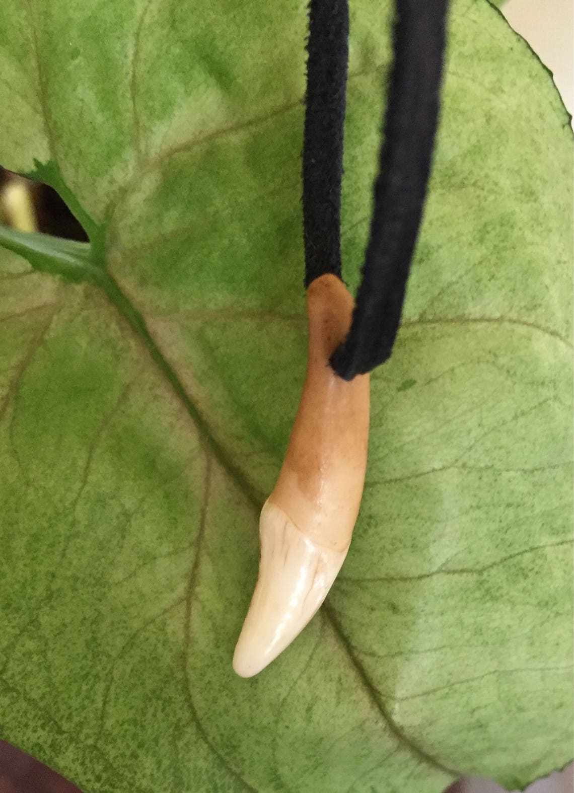 Boys Wolf Tooth Necklace, Childs Wolf Tooth Necklace, Girls Wolf Tooth
