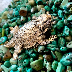 Può includere: Una statuetta di lucertola cornuta color argento che riposa su un letto di pietre color turchese.
