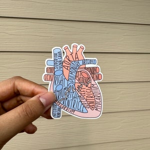 Labeled Organ Stickers - cute medical decal | gift for med student, nurse, doctor, resident, cardiologist, neurologist, therapist, anatomy