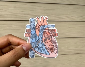 May include: A sticker of a human heart with the different parts labeled in pink and blue. The labels include: Superior Vena Cava, Aorta, Pulmonary Artery, Left Atrium, Right Atrium, Right Ventricle, Left Ventricle, Septum, Myocardium, Inferior Vena Cava.