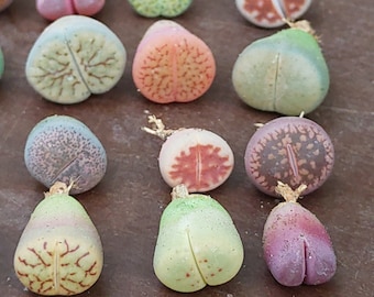 Baby Lithops Plants, Rare Lithops, Lithops Plants, Mini Plants, Living Stone Plant, Living Stones, Lithops, Mini Succulents, Cute Plants