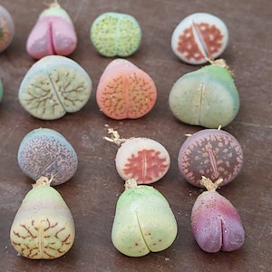 SUNNYPLANTS - Piante di Lithops baby, Lithops rare, Piante di Lithops, Mini piante, Piante grasse, Pietre viventi, Lithops, Piante carine, Cactus