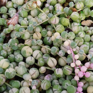 Corte Senecio rowleyanus Variegata, Corte de cadena de perlas abigarrado, Corte abigarrado Senecio rowleyanus, Corte Senecio rowleyanus