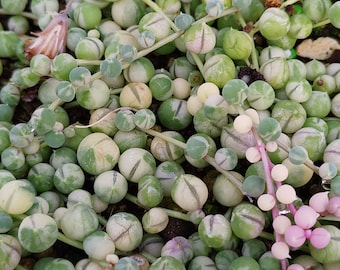 Senecio rowleyanus Cięcie Variegata, Różnobarwny sznur pereł Cięcie, Różnobarwny Cięcie Senecio rowleyanus, Cięcie Senecio rowleyanus