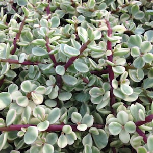 SUNNYPLANTS - Portulacaria afra variegata, Spekboom, Elephant Bush, Porkbush, Pourpier, Jade nain, Plantes succulentes, Boutures, Bonsaï