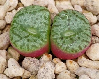 コノフィツム・カルキュラス、コノフィツム属、コノフィツム属植物