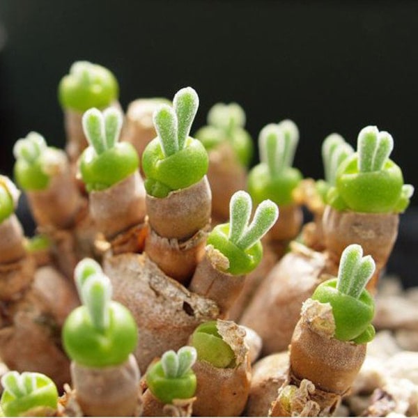 SUNNYPLANTS - graines de Monilaria moniliformis, graines de succulentes oreilles de lapin, pierres vivantes, graines de Monilaria, Monilaria obconica, graines de Lithops
