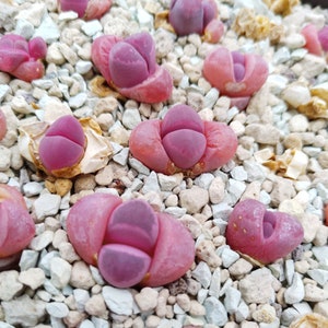 Lithops optica rubra Seeds, Lithops optica rubra, Living Rock Seeds, Lithop Seeds, Living Stones Seeds, Pebble Plant Seeds, Lithops Seeds