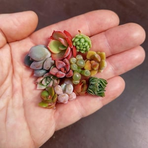 SUNNYPLANTS - Mini Succulents - 10 Cuttings (unrooted), Baby Succulents, Mini Succulents, Echeveria Cuttings, Crassula Cuttings, Sedum