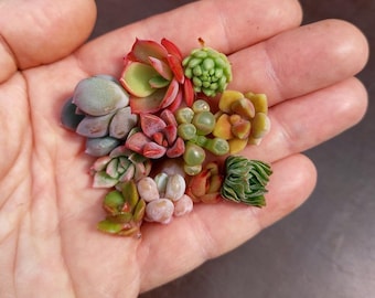 SUNNYPLANTS - Mini Sukkulenten - 10 Stecklinge (unbewurzelt), Baby Sukkulenten, Mini Sukkulenten, Echeveria Stecklinge, Crassula Stecklinge, Sedum