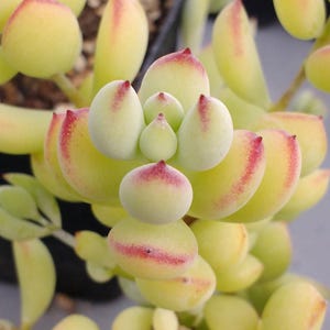 SUNNYPLANTS - Cotyledon pendens Cuttings, Cliff Cotyledon, Echeveria Cuttings, Echeverias, Succulent Cuttings, Rare Houseplants