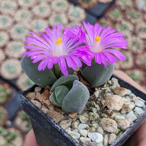 Gibbaeum dispar, Rare Lithops, Lithops Plants, Living Stone Succulent, Living Stone Plant, Living Stones, Lithops, Gibbaeum plants