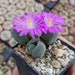 see more listings in the Gibbaeum section