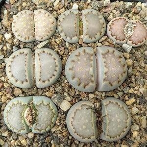 Lithops julii fulleri - plant 1 cm - Sunnyplants
