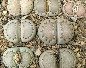 Lithops julii fulleri - Pianta 1 cm - Sunnyplants