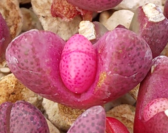 Pleiospilos nelii rubra, Pleiospilos nelii, Plantes Lithops, Split Rock Succulent, Lithops violet, Pierres vivantes, Lithops, Split Rock