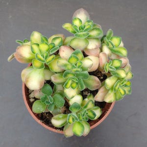 SUNNYPLANTS - Aeonium lindleyi variegata, Echeveria Cuttings, Echeverias, Succulent Cuttings, Rare Houseplants, Aeoniums, Rare Aeonium