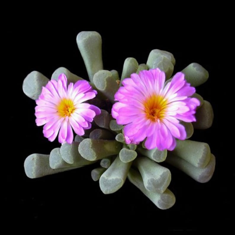 Frithia pulchra, Frithia, Rare Lithops, Lithops Plants, Baby Toes Succulent, Baby Toes Plant, Living Stones, Lithops, Baby Toes image 5