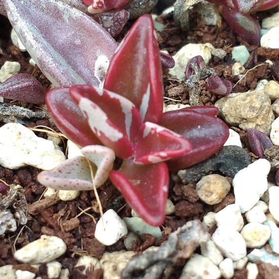 SUNNYPLANTS - Lenophyllum Guttatum Red Variegata, Lenophyllum Cuttings, Lenophyllum  Variegata, Succulent Cuttings, Lenophyllum Reflexum - Etsy Ireland