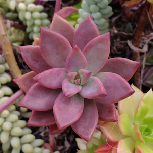 SONNENPFLANZEN - Sedum weinbergii Stecklinge, Echeveria Stecklinge, Echeverien, Sukkulenten Stecklinge, Pflanzenstecklinge, Seltene Zimmerpflanzen, Stengelstecklinge