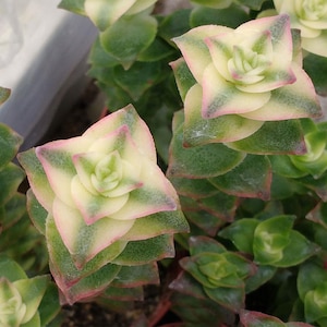 Puede incluir: Primer plano de una planta suculenta con flores en forma de estrella en capas. Las hojas son una mezcla de verde, crema y rosa, creando un contraste vibrante. La textura de la planta es visible, mostrando su forma única.