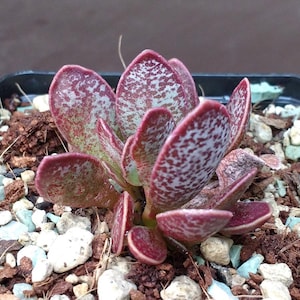 SUNNYPLANTS - Adromischus trigynus Calico Hearts, Dragon Egg, Spotted Adromischus, Rare Succulents, Small Succulents, Succulent Shop