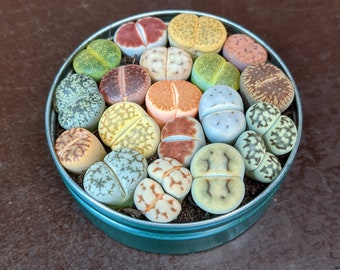 Mix di Piante Lithops, Lithops Rari, Piante Lithops, Pietra Viva Succulenta, Pianta di Pietra Viva, Pietre Vive, Lithops, Pianta Succulenta