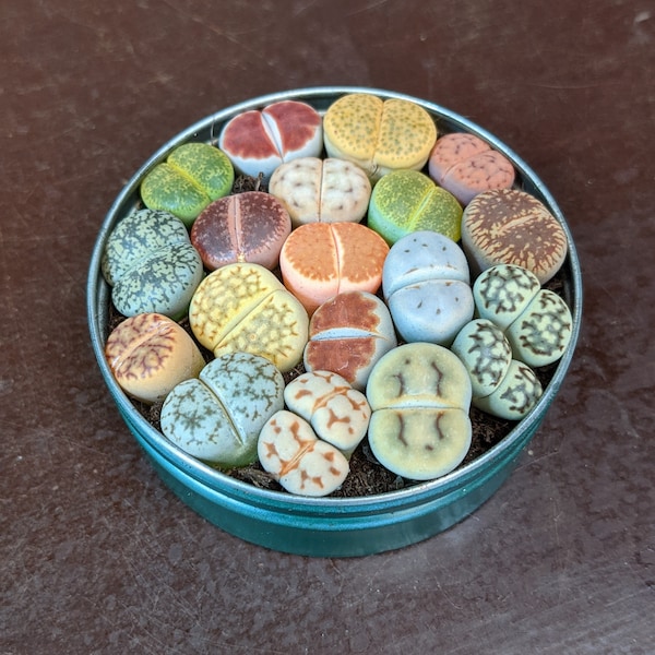 Mezcla de Plantas de Lithops, Lithops Raros, Plantas de Lithops, Suculenta de Piedra Viva, Planta de Piedra Viva, Piedras Vivas, Lithops