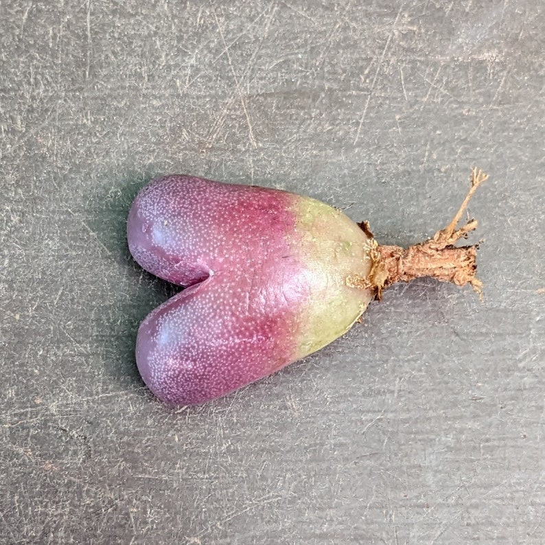 Lithops optica rubra, Lithops rares, Plantes Lithops, Succulentes, Pierres vivantes, Lithops, Plantes Colorées, Cadeaux de Plantes image 4