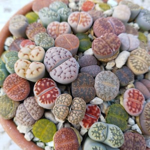 Semi misti Lithops, Semi succulenti colorati, Semi di roccia viva, Semi di Lithop, Mesemb, Semi di pietre viventi, Semi di Lithops, Lithop